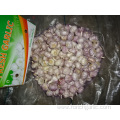 New Season Normal Garlic